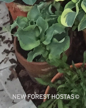 Hosta 'School Mouse' - New Forest Hostas & Hemerocallis