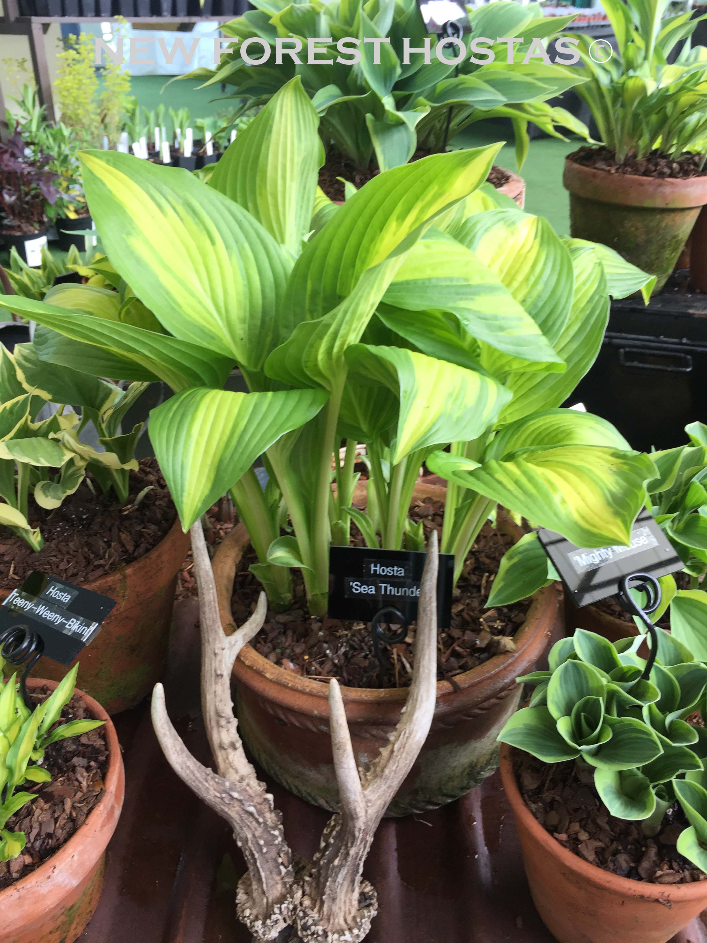 Hosta 'Sea Thunder' - New Forest Hostas & Hemerocallis