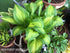 Hosta 'Sea Thunder' - New Forest Hostas & Hemerocallis