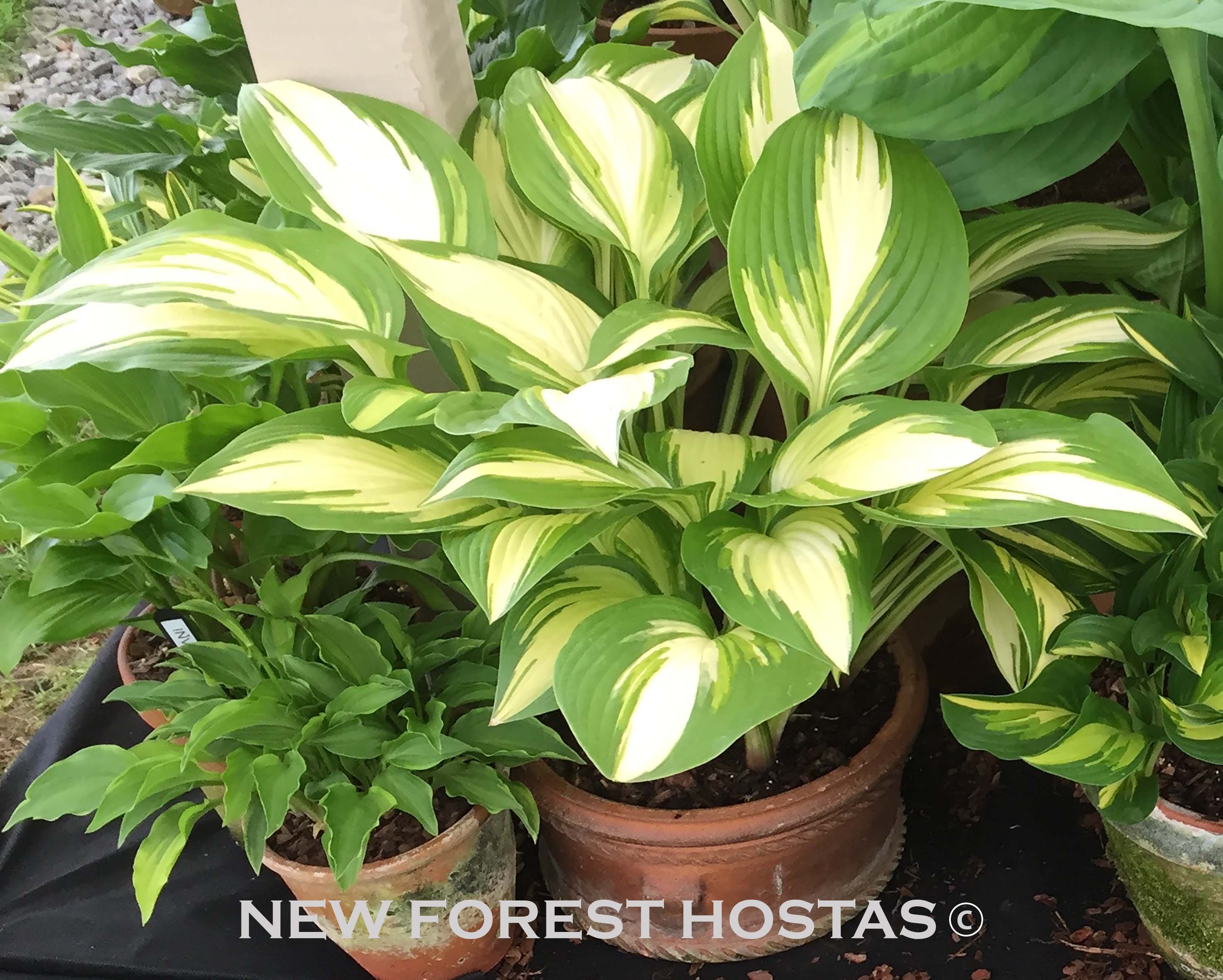 Hosta 'Sea Thunder' - New Forest Hostas & Hemerocallis