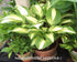 Hosta 'Sea Thunder' - New Forest Hostas & Hemerocallis