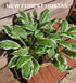 Hosta 'See Saw' - New Forest Hostas & Hemerocallis