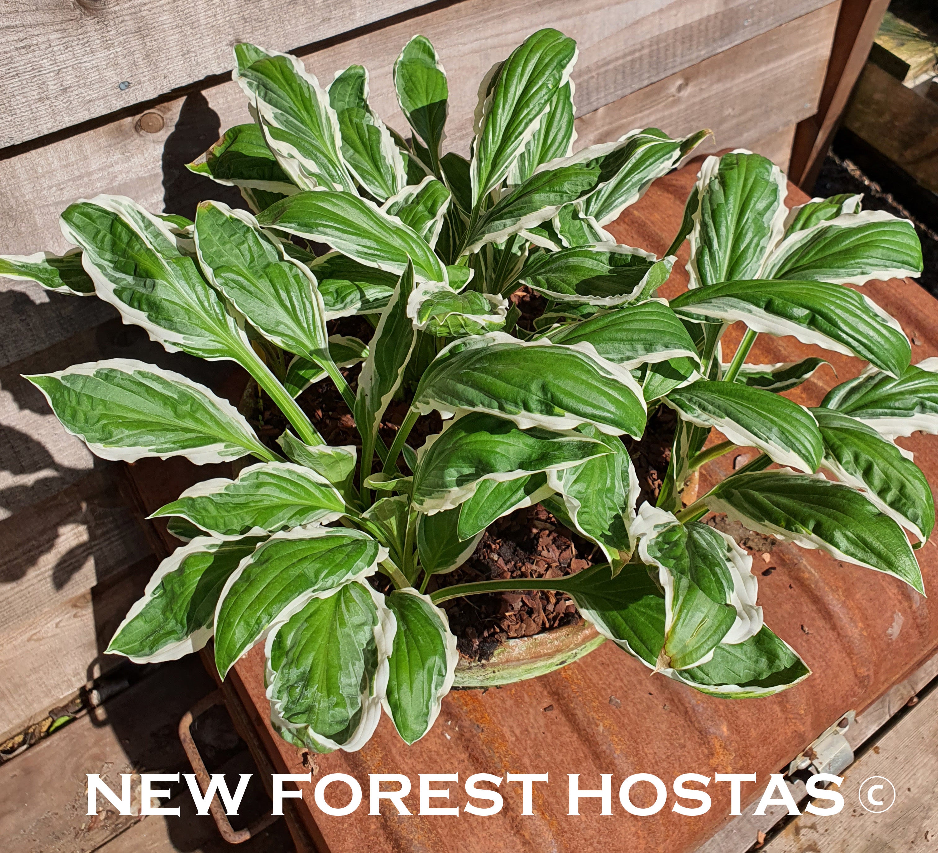 Hosta 'See Saw' - New Forest Hostas & Hemerocallis
