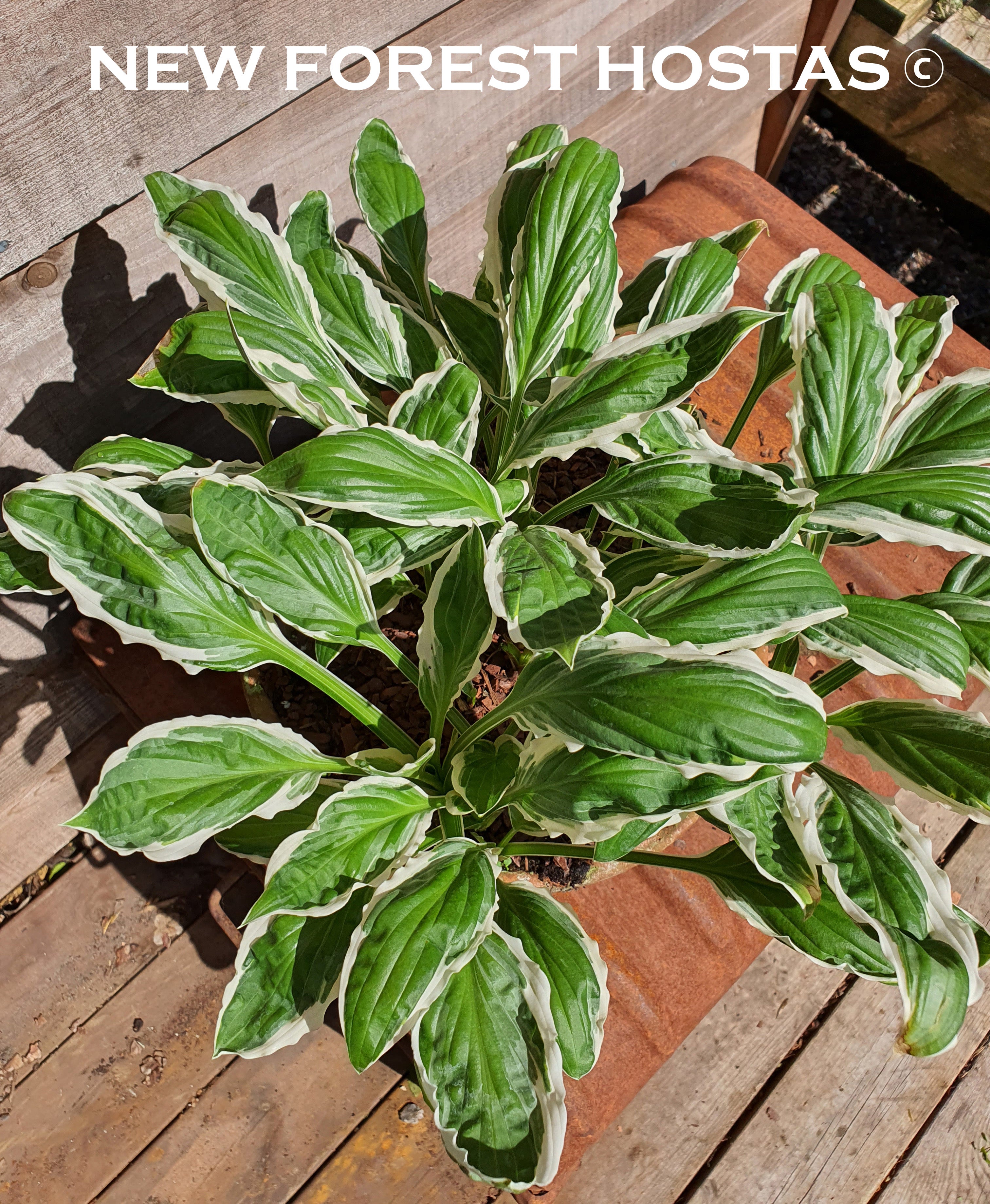 Hosta 'See Saw' - New Forest Hostas & Hemerocallis