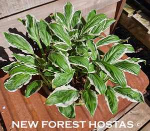 Hosta 'See Saw' - New Forest Hostas & Hemerocallis