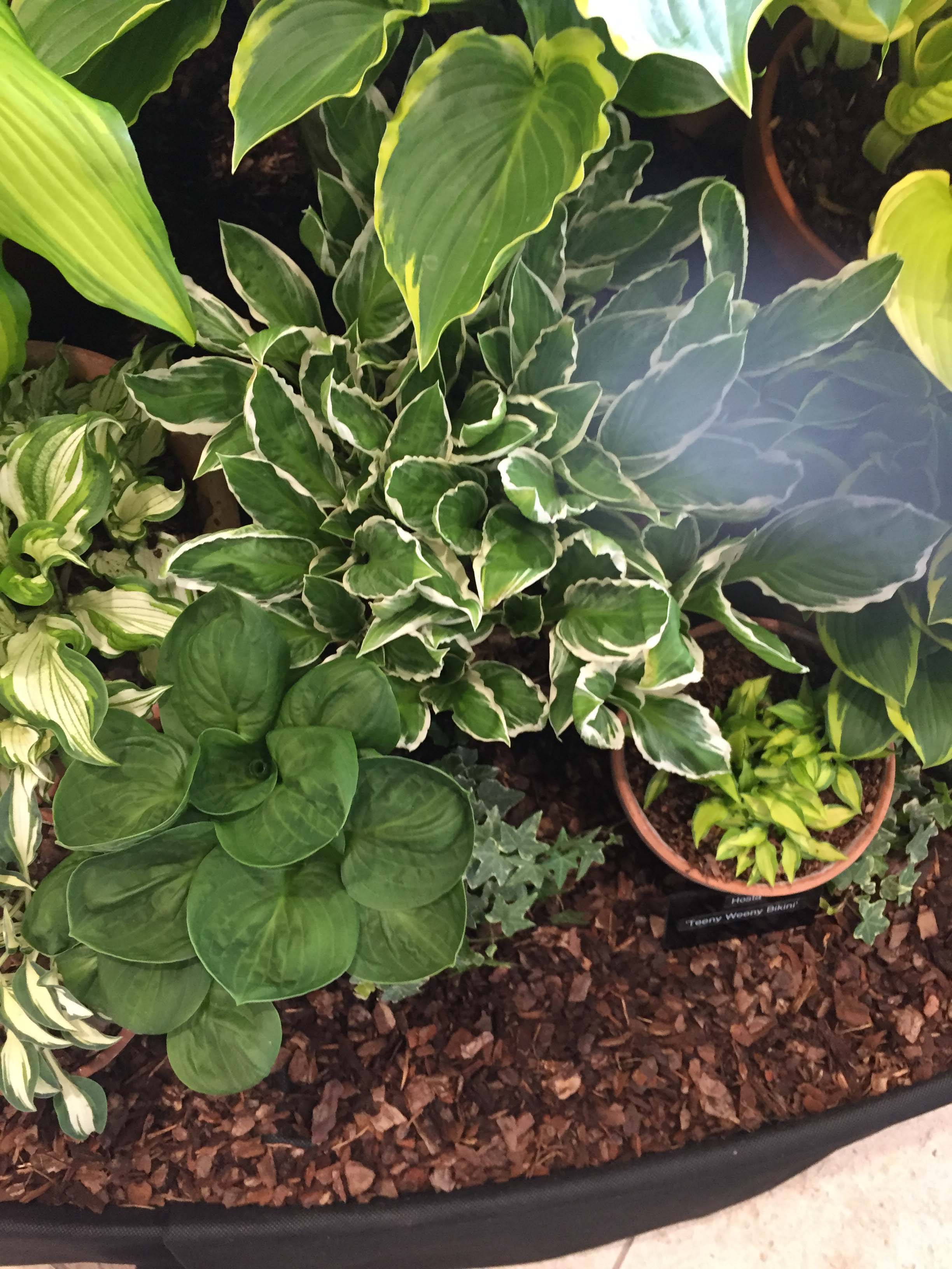 Hosta 'See Saw' - New Forest Hostas & Hemerocallis