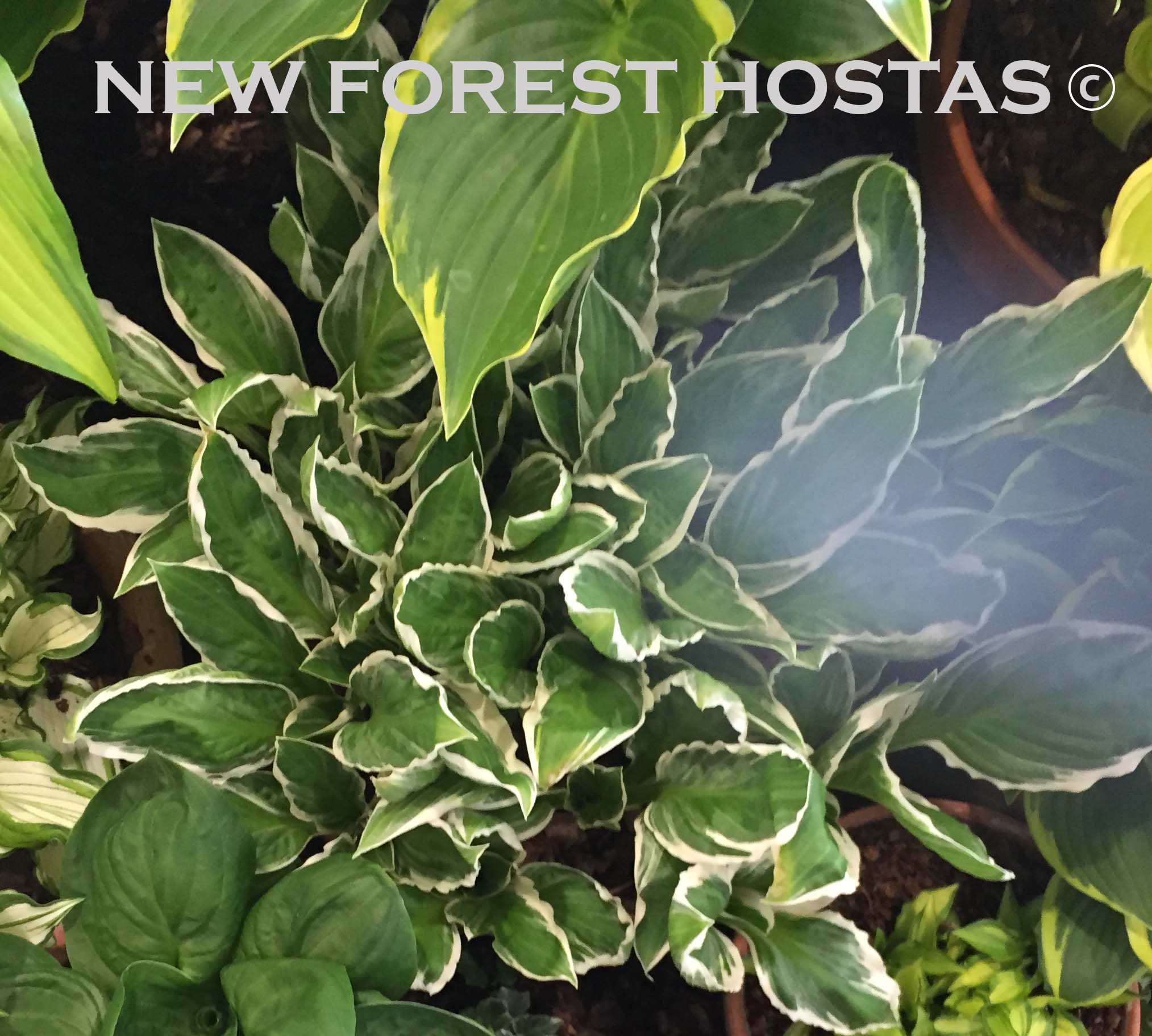 Hosta 'See Saw' - New Forest Hostas & Hemerocallis