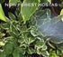 Hosta 'See Saw' - New Forest Hostas & Hemerocallis
