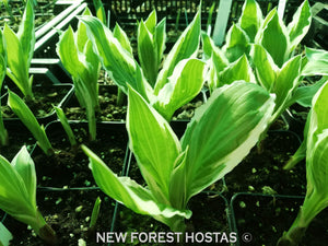 Hosta 'See Saw' - New Forest Hostas & Hemerocallis