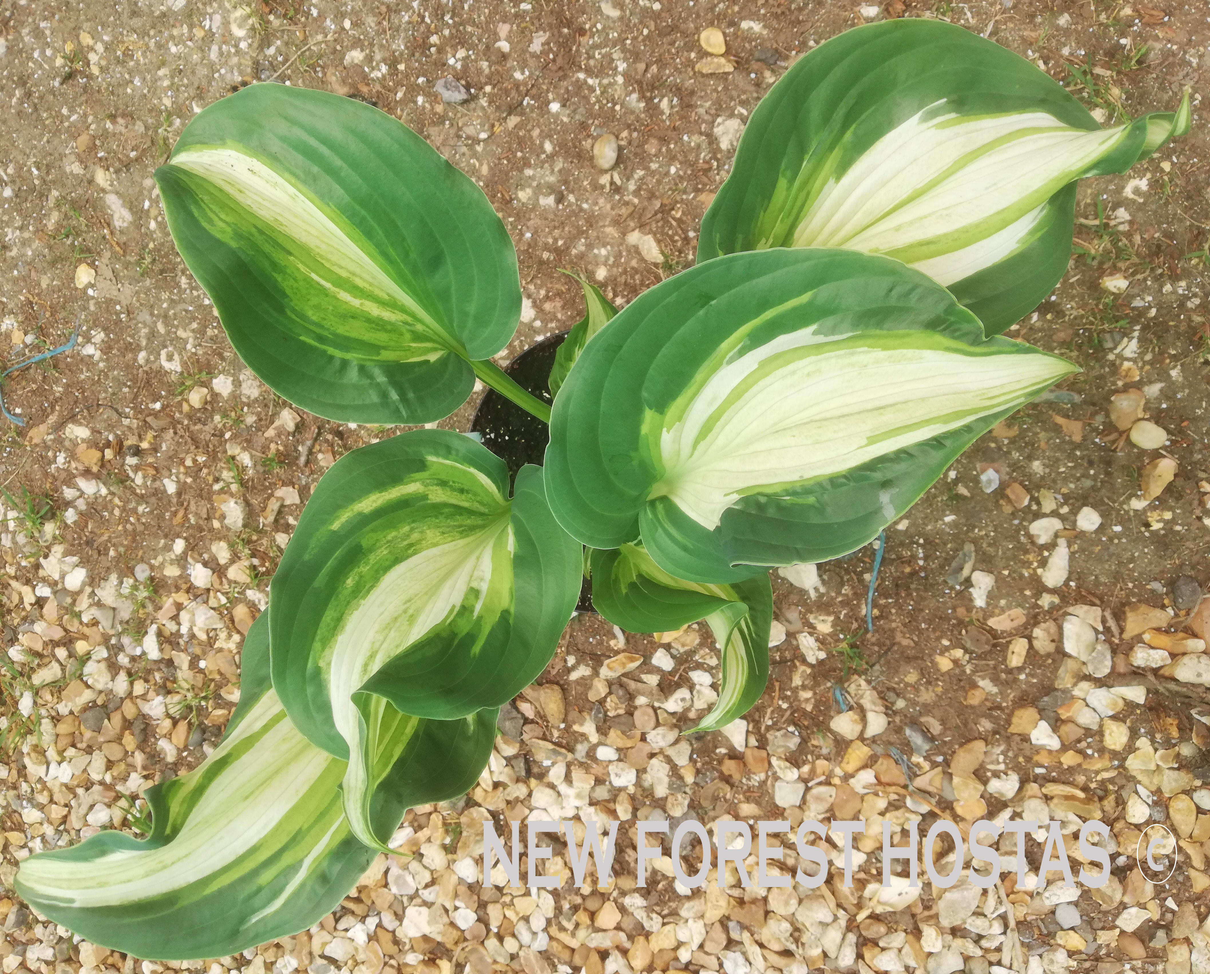 Hosta 'Shooting Star' - New Forest Hostas & Hemerocallis