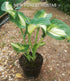 Hosta 'Shooting Star' - New Forest Hostas & Hemerocallis