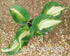 Hosta 'Shooting Star' - New Forest Hostas & Hemerocallis