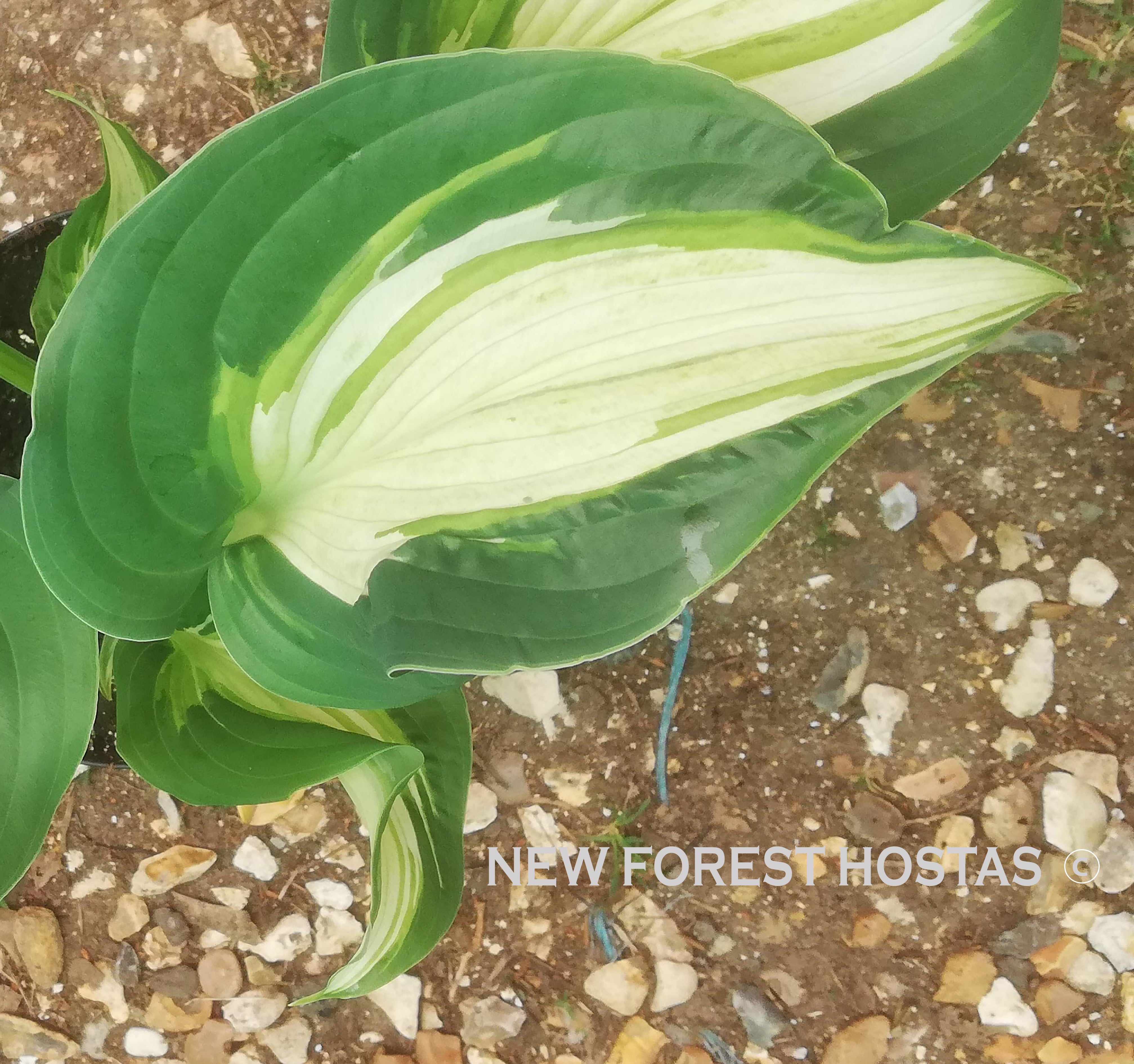 Hosta 'Shooting Star' - New Forest Hostas & Hemerocallis