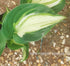 Hosta 'Shooting Star' - New Forest Hostas & Hemerocallis