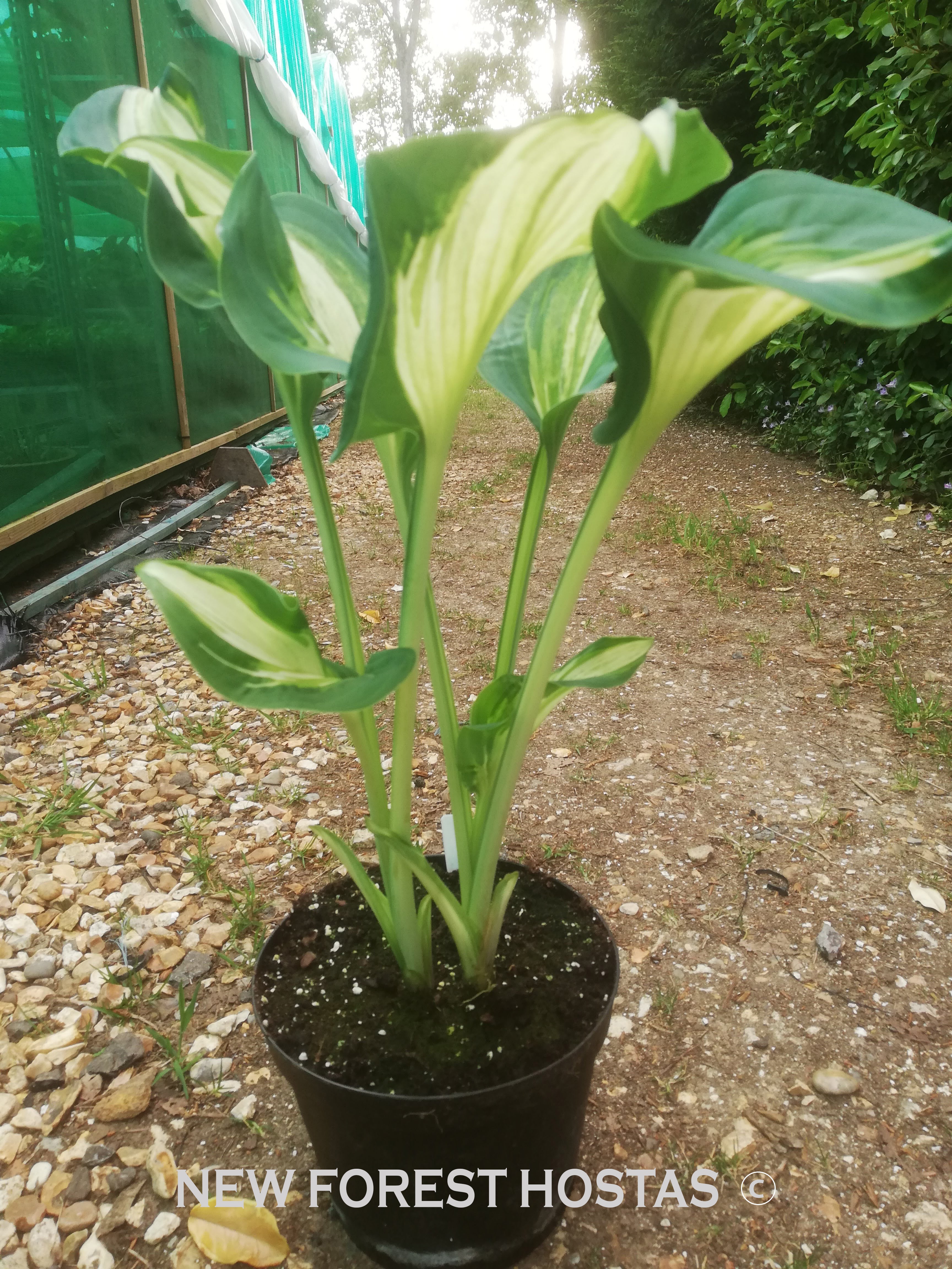 Hosta 'Shooting Star' - New Forest Hostas & Hemerocallis