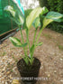 Hosta 'Shooting Star' - New Forest Hostas & Hemerocallis