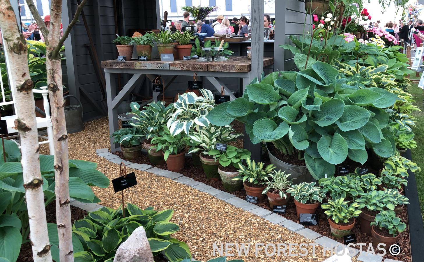 Hosta 'Mini Skirt' - New Forest Hostas & Hemerocallis