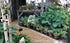 Hosta 'Mini Skirt' - New Forest Hostas & Hemerocallis