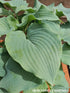 Hosta 'Silver Serenity' - New Forest Hostas & Hemerocallis