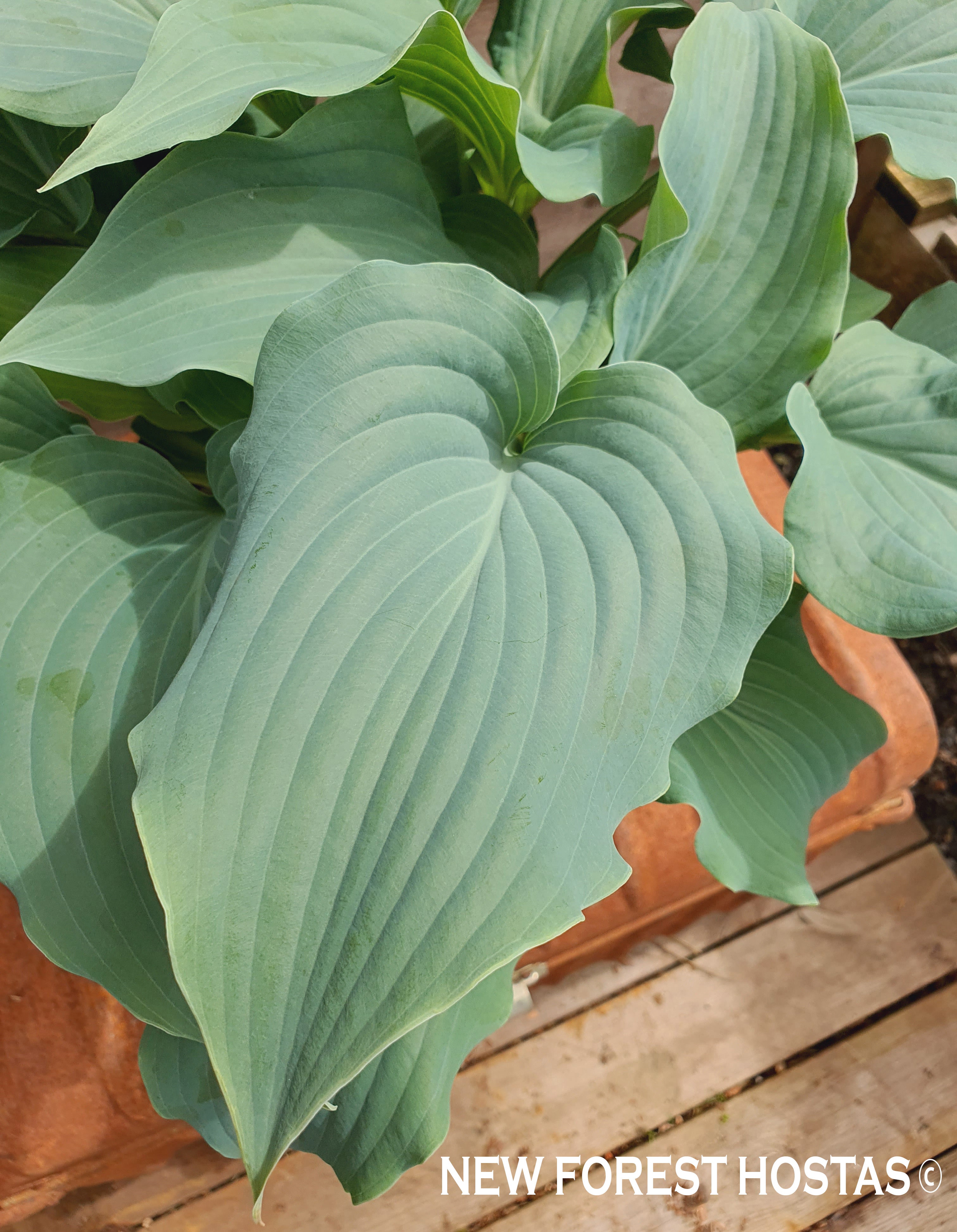 Hosta 'Silver Serenity' - New Forest Hostas & Hemerocallis