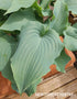 Hosta 'Silver Serenity' - New Forest Hostas & Hemerocallis