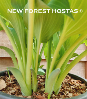 Hosta 'Silver Serenity' - New Forest Hostas & Hemerocallis