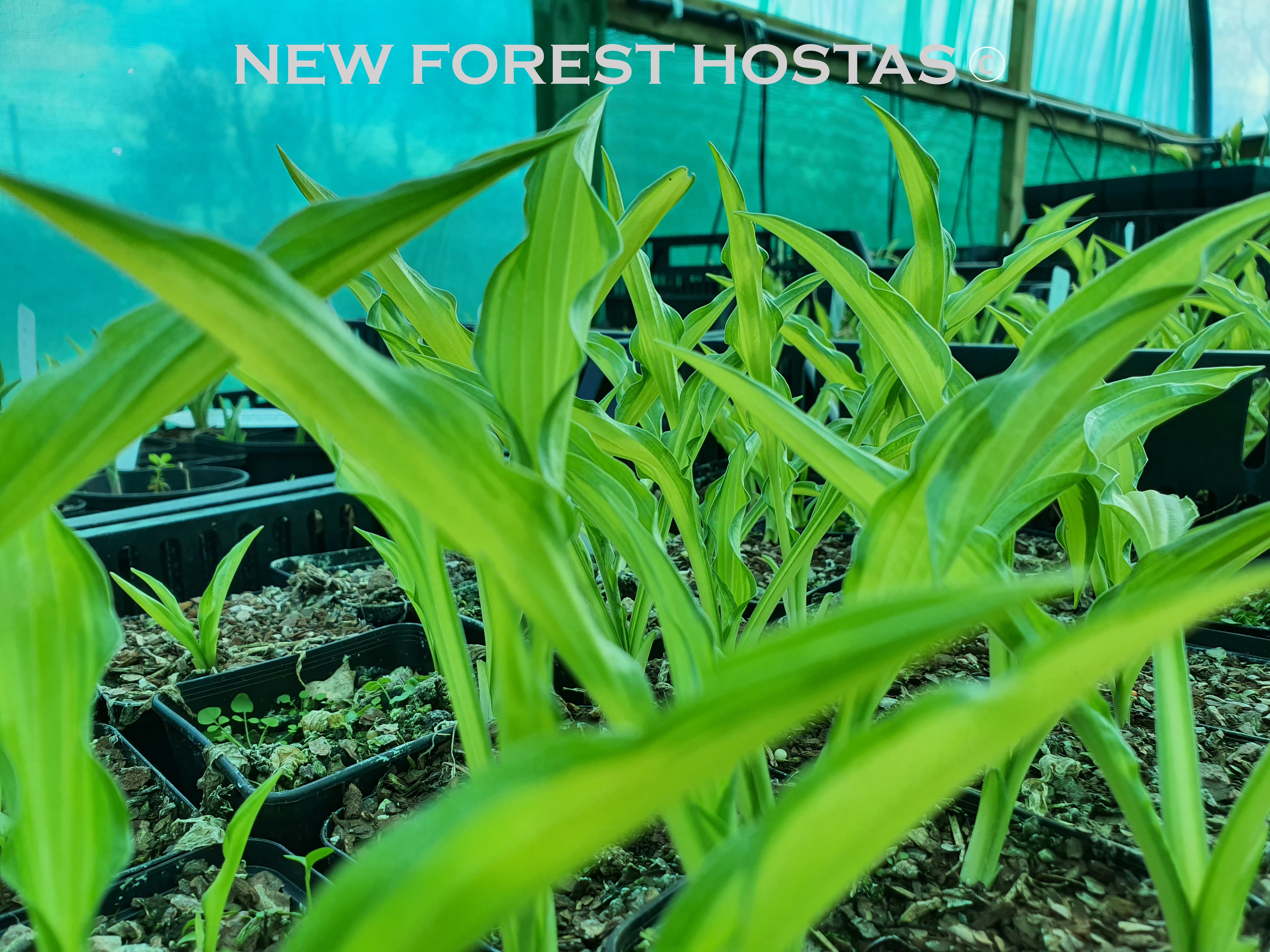 Hosta 'Sizzle' - New Forest Hostas & Hemerocallis