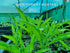 Hosta 'Sizzle' - New Forest Hostas & Hemerocallis