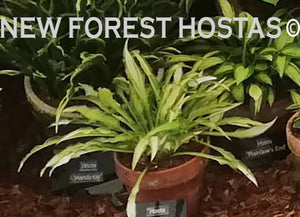 Hosta 'Sizzle' - New Forest Hostas & Hemerocallis