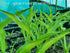 Hosta 'Sizzle' - New Forest Hostas & Hemerocallis