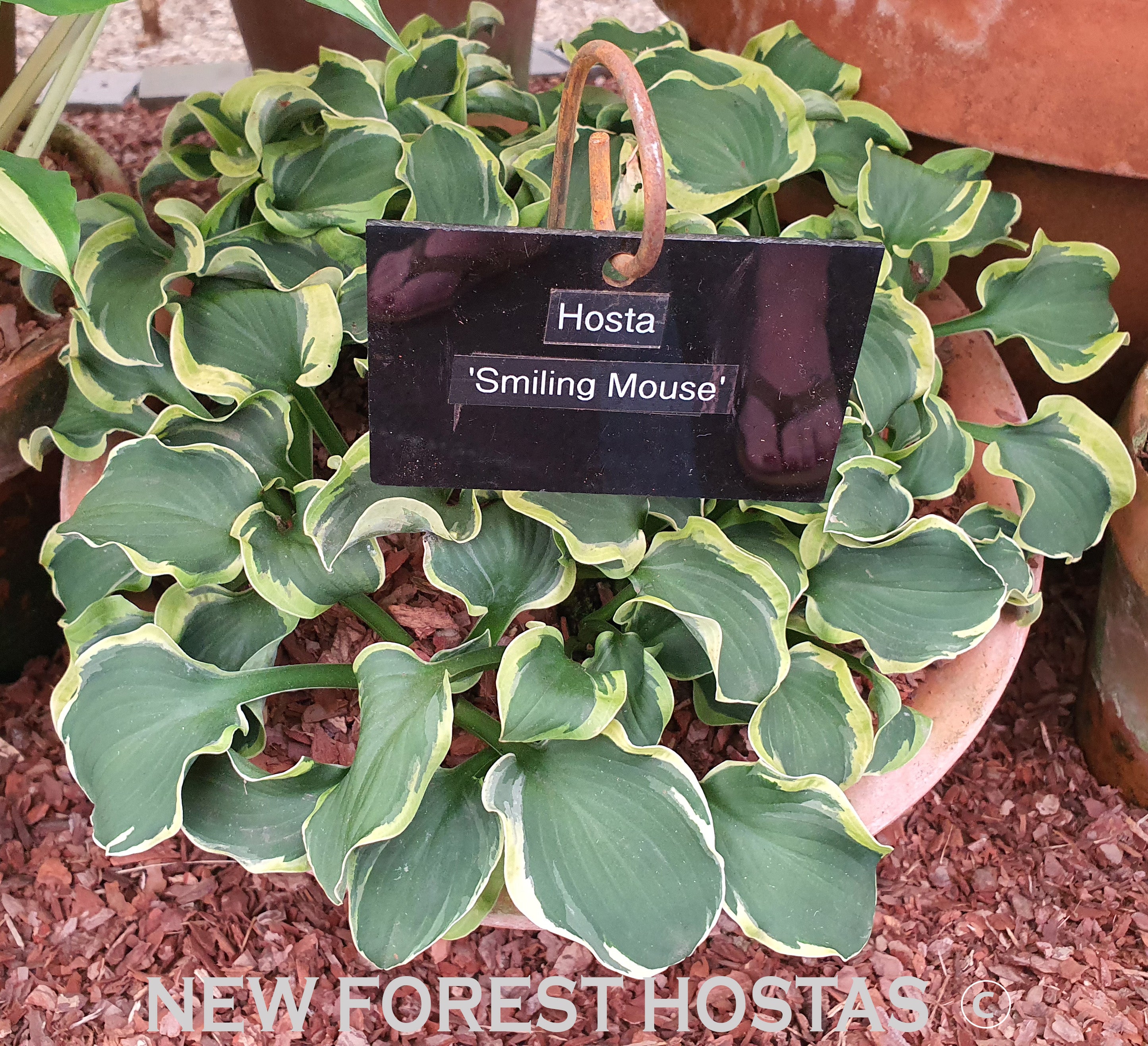 Hosta 'Smiling Mouse' - New Forest Hostas & Hemerocallis