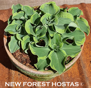 Hosta 'Smiling Mouse' - New Forest Hostas & Hemerocallis