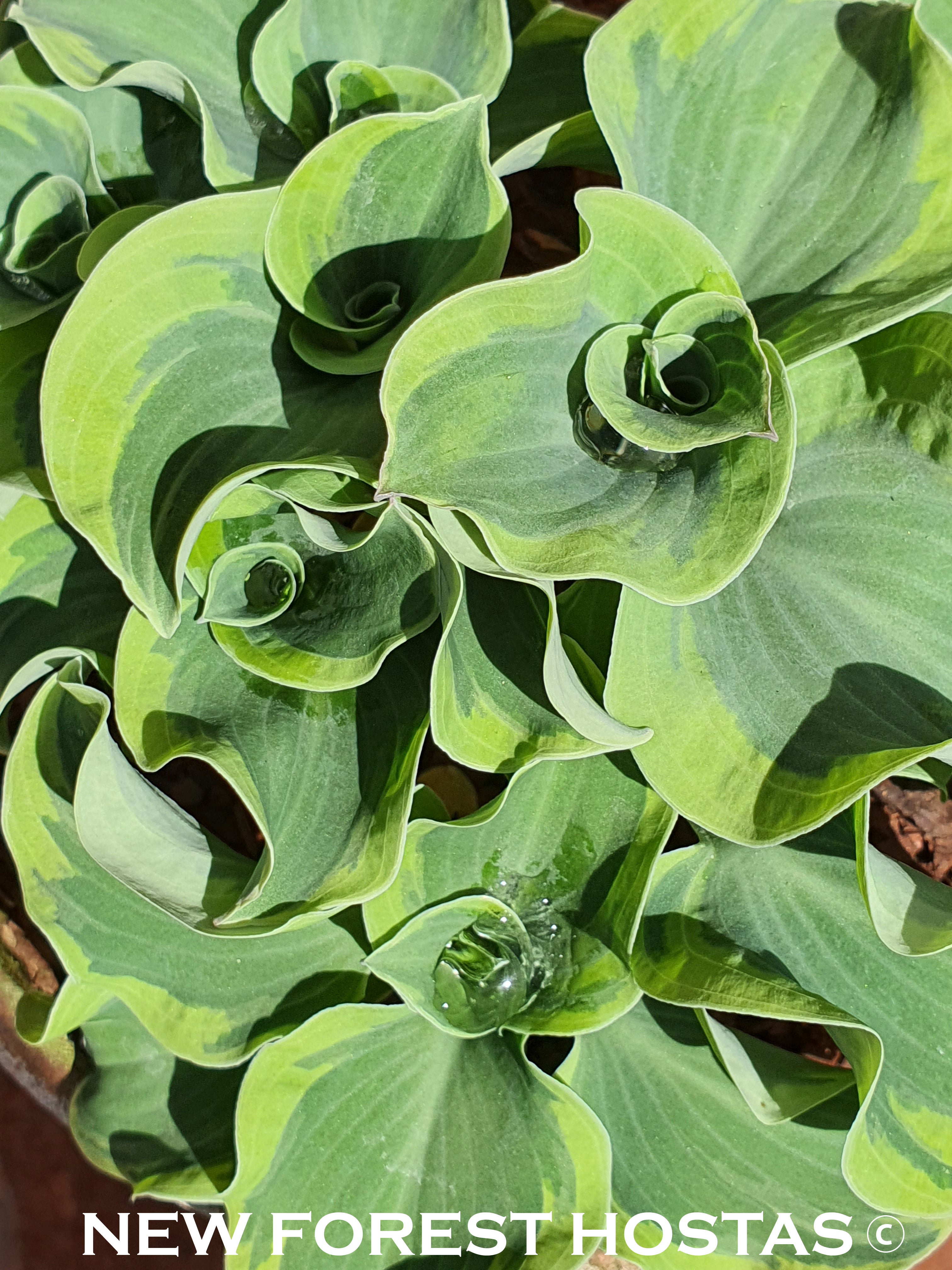 Hosta 'Smiling Mouse' - New Forest Hostas & Hemerocallis