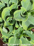Hosta 'Smiling Mouse' - New Forest Hostas & Hemerocallis