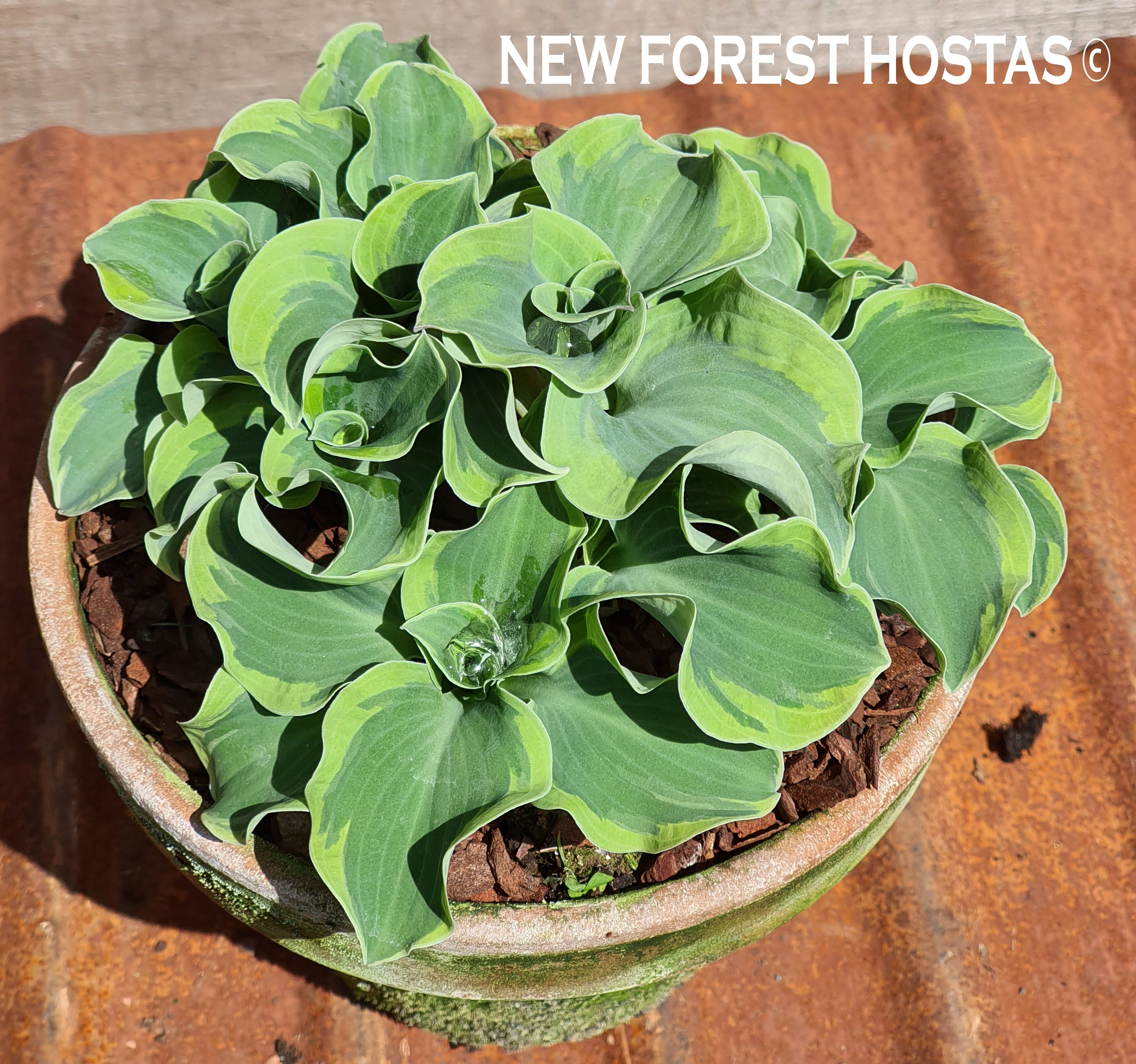 Hosta 'Smiling Mouse' - New Forest Hostas & Hemerocallis