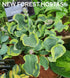 Hosta 'Smiling Mouse' - New Forest Hostas & Hemerocallis