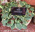 Hosta 'Smiling Mouse' - New Forest Hostas & Hemerocallis