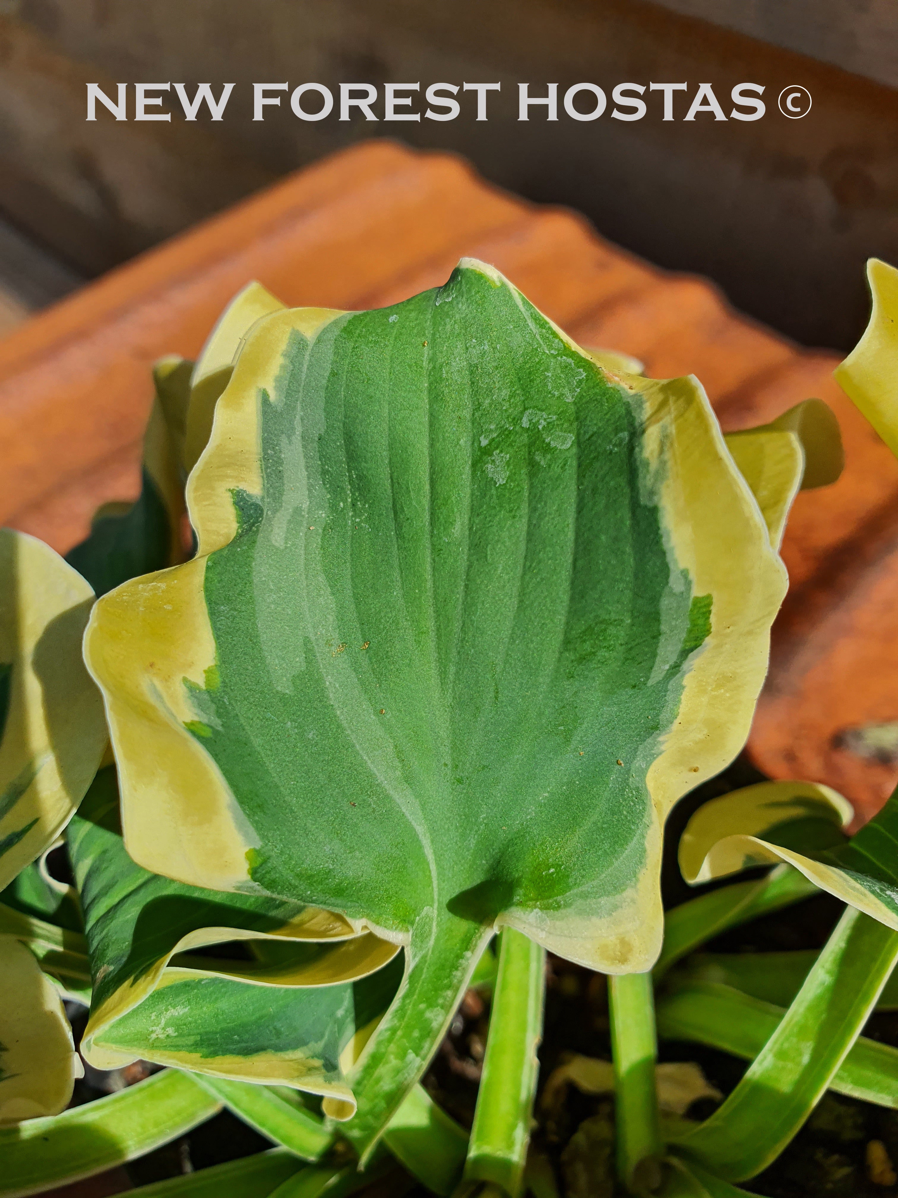 Hosta 'Smiling Mouse' - New Forest Hostas & Hemerocallis
