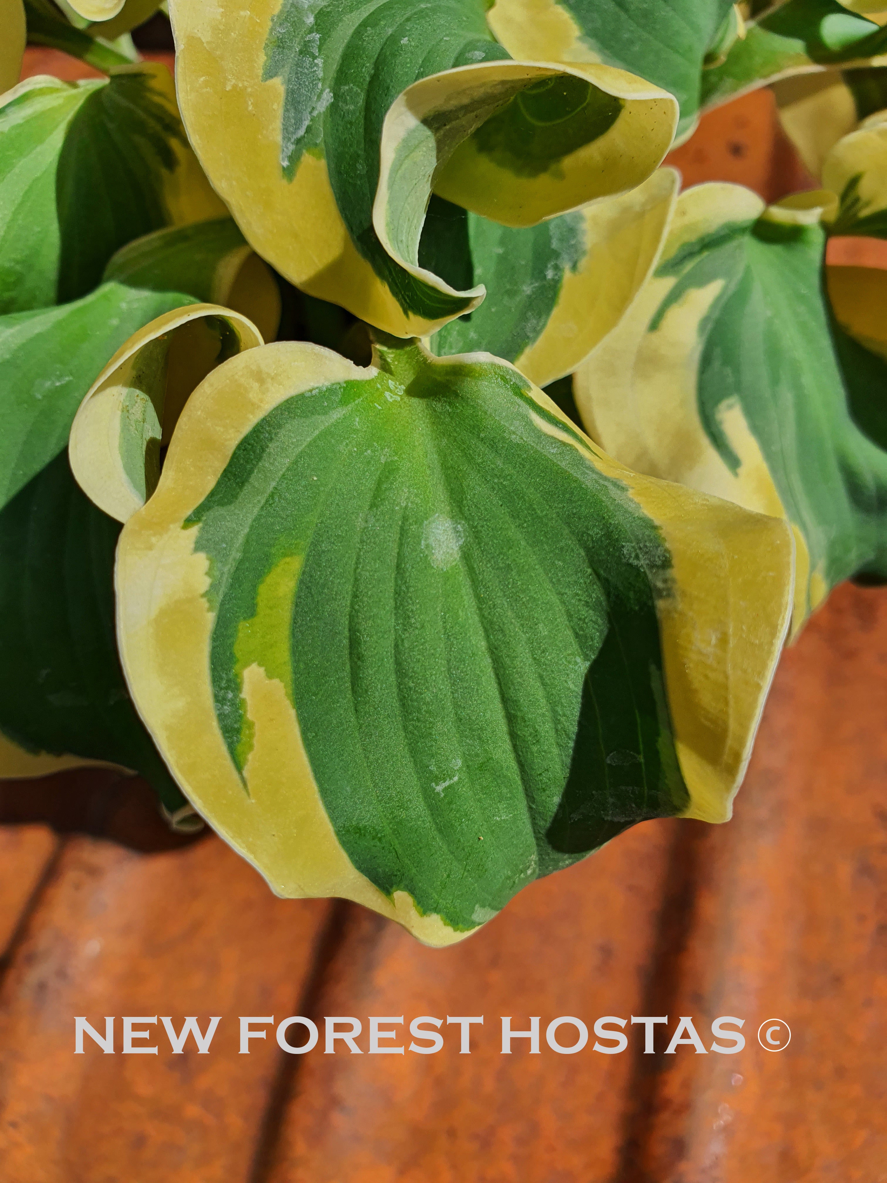 Hosta 'Smiling Mouse' - New Forest Hostas & Hemerocallis