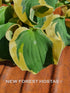 Hosta 'Smiling Mouse' - New Forest Hostas & Hemerocallis
