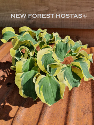 Hosta 'Smiling Mouse' - New Forest Hostas & Hemerocallis