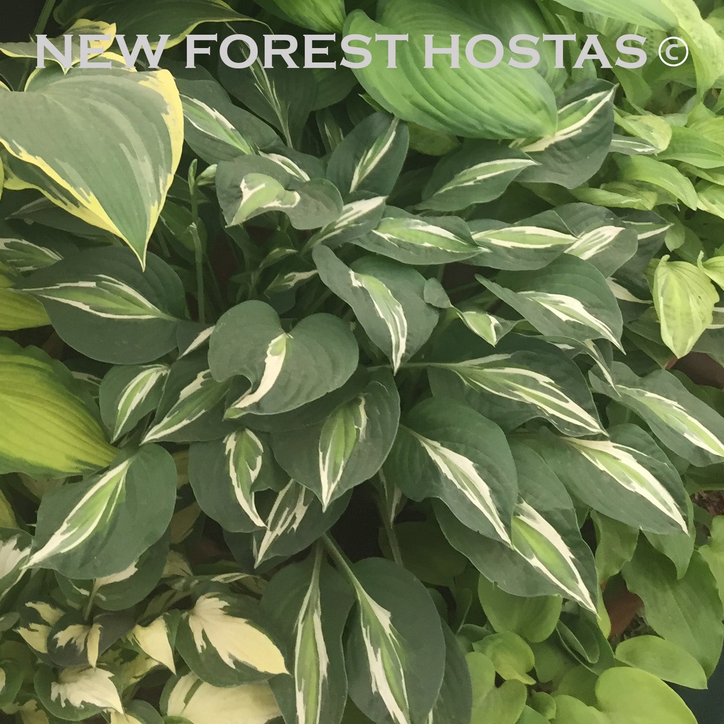 Hosta 'Snake Eyes' - New Forest Hostas & Hemerocallis