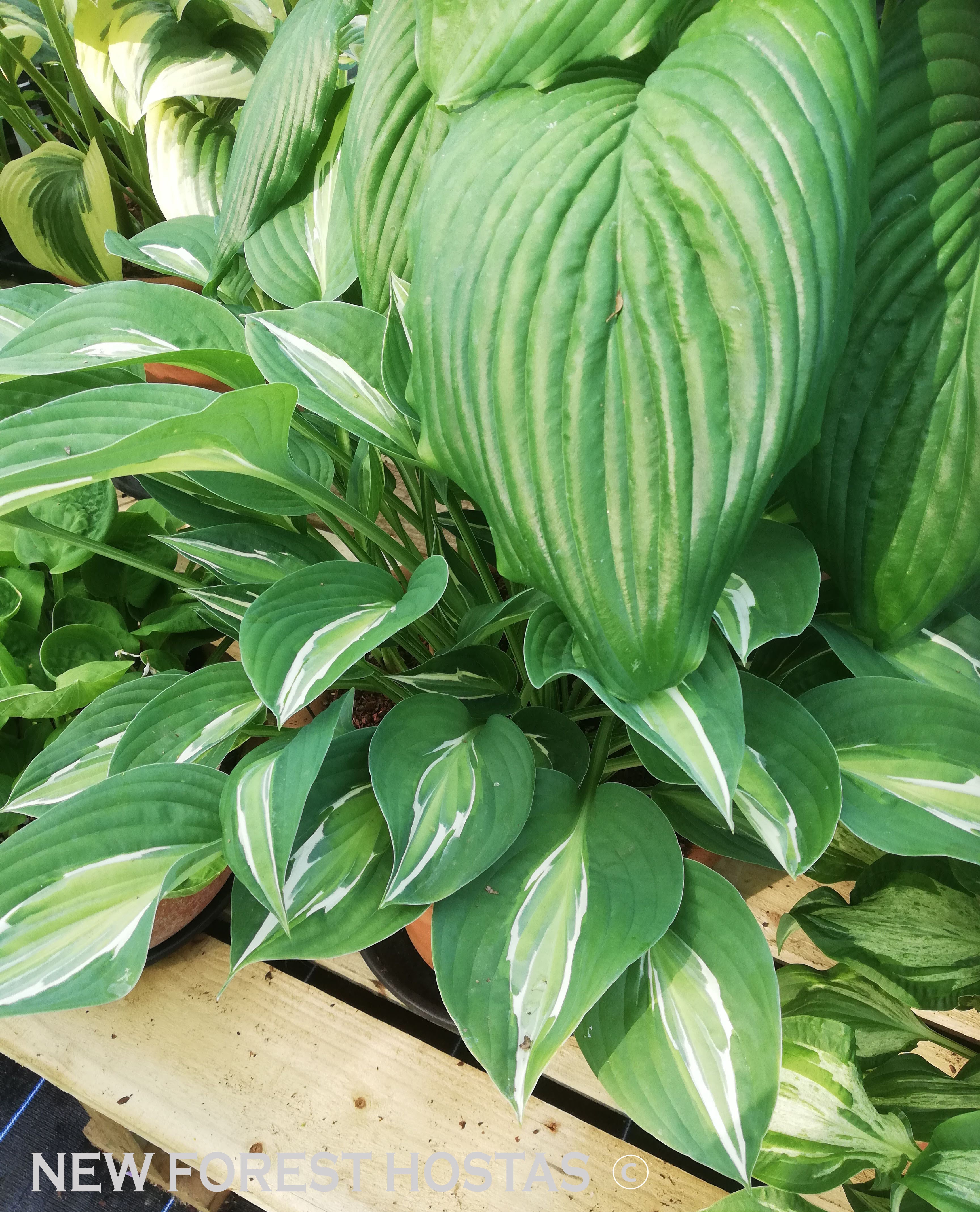 Hosta 'Snake Eyes' - New Forest Hostas & Hemerocallis