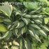 Hosta 'Snake Eyes' - New Forest Hostas & Hemerocallis
