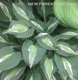 Hosta 'Snake Eyes' - New Forest Hostas & Hemerocallis