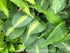Hosta 'Snake Eyes' - New Forest Hostas & Hemerocallis
