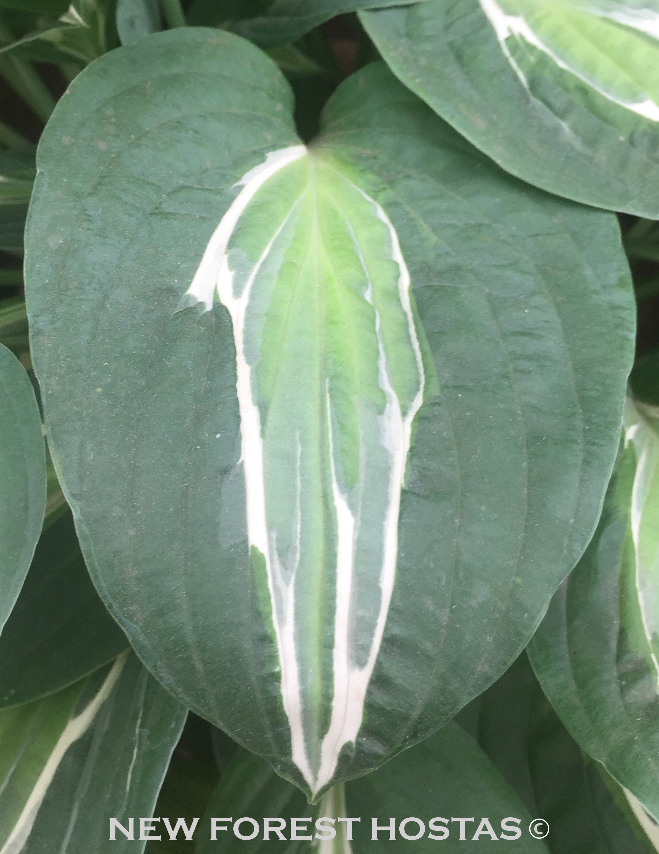 Hosta 'Snake Eyes' - New Forest Hostas & Hemerocallis