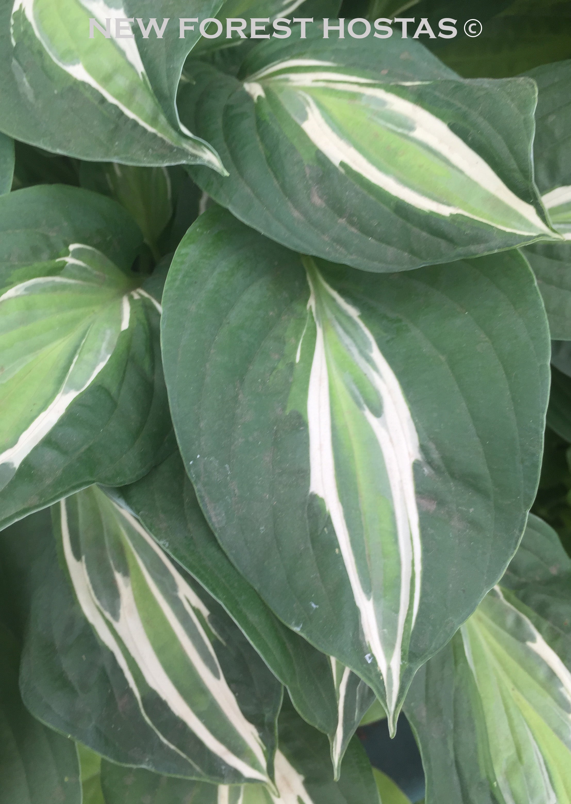 Hosta 'Snake Eyes' - New Forest Hostas & Hemerocallis