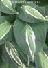 Hosta 'Snake Eyes' - New Forest Hostas & Hemerocallis
