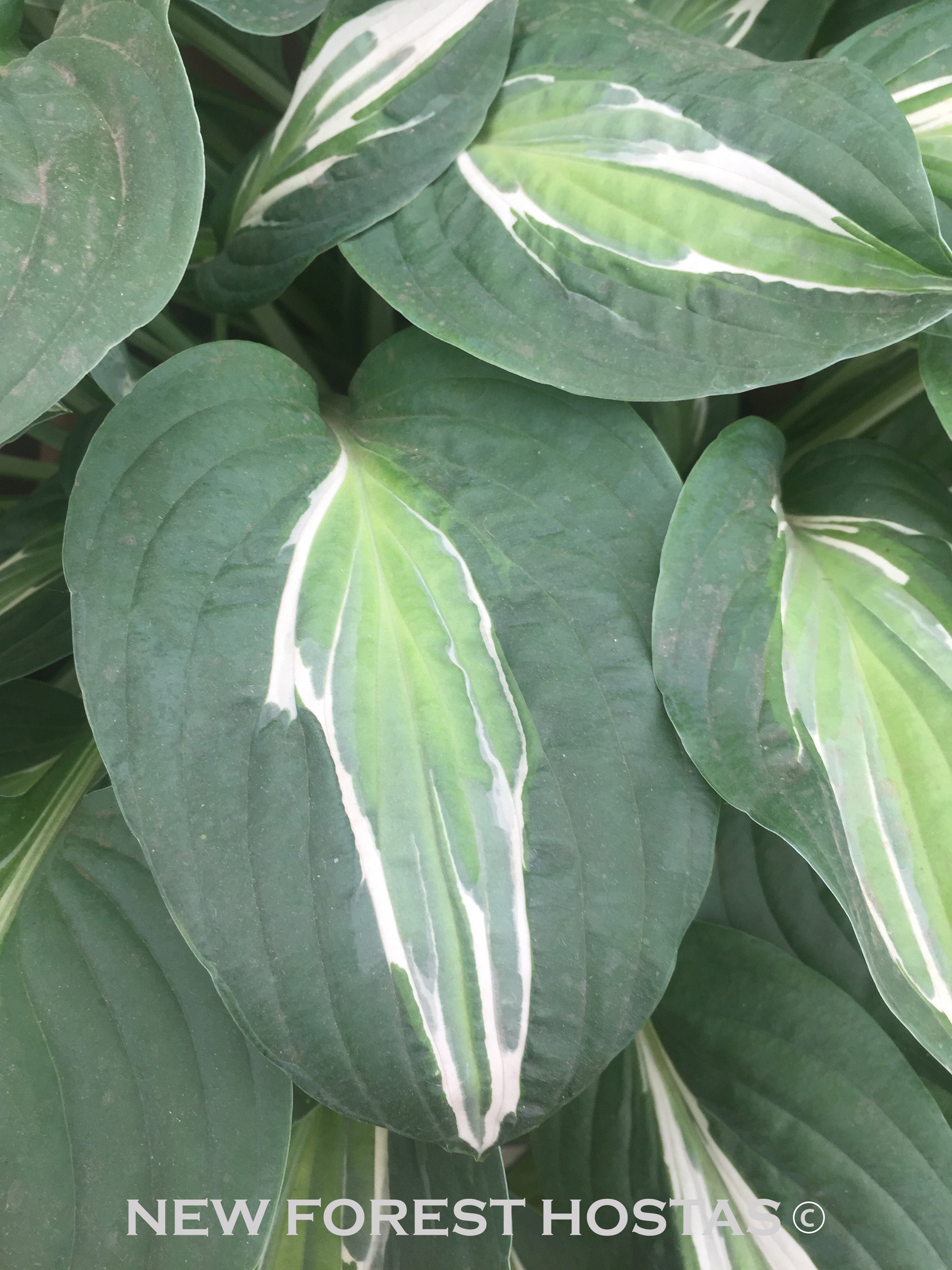Hosta 'Snake Eyes' - New Forest Hostas & Hemerocallis